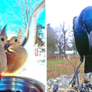 19 wyjątkowych zdjęć ptaków zwabionych przez karmnik do aparatu
