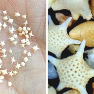 Japońska plaża pełna jest maleńkich gwiazdek ukrytych między ziarnami piasku. To dzieci bogów, które spadły do oceanu