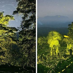 Synchroniczne migotanie świetlików. Fotograf uwiecznił na zdjęciach rozświetlony las
