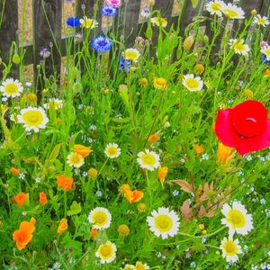 5 powodów dla których warto wysiać łąkę kwietną zamiast trawnika