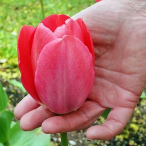Twoje tulipany zaatakowała szara pleśń? Zwróć uwagę na jedną rzecz, a jej unikniesz