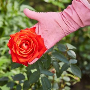 ręka w różowej rękawiczce trzyma różę za główkę