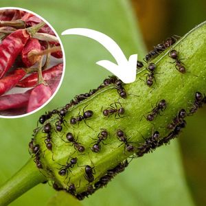 mrówki na pąku kwiatowym i papryczki chili