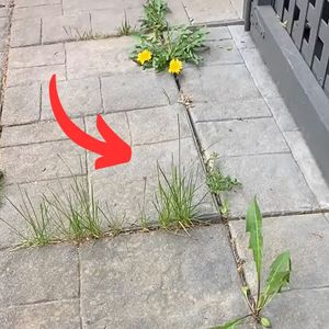 chwasty na kostce brukowej