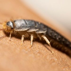 Postaw za drzwiami łazienki, a pozbędziesz się rybików raz na zawsze