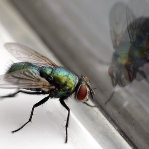 jak odstraszyć muchy