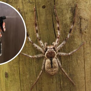 Regularnie robię ten spray i pająki przestały odwiedzać mój dom. Wystarczy użyć po pół szklanki 3 domowych składników