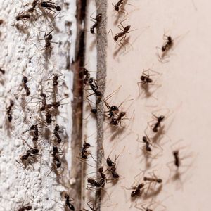 Połóż przy drzwiach i oknach, a żadna mrówka się nie zbliży do domu