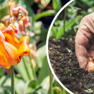 przekwitnięte rośliny cebulowe - przekwitnięte tulipany i ręka sadząca nową cebulkę w ziemi