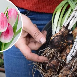 Wyrzucać tulipany po przekwitnięciu? Ta prosta czynność daje drugie życie cebulkom