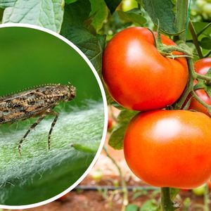 tuta absoluta