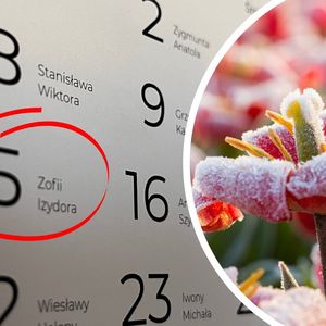 zimni ogrodnicy i zimna zośka - kalendarz z datą 15 maja i zmarznięte kwiaty