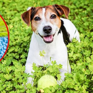 niebieskie granulki na ślimaki i pies na trawie