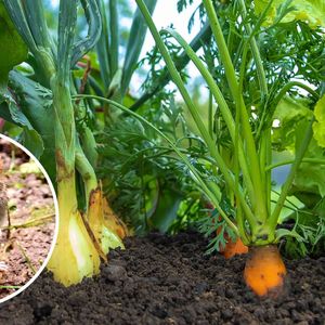 nornica w ogrodzie z warzywami