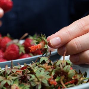Przestałam wyrzucać szypułki truskawek. Dzięki sprzedawczyni na bazarze przejrzałam na oczy