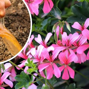 kwitnące pelargonie i ręka podlewająca rośliny gnojówką