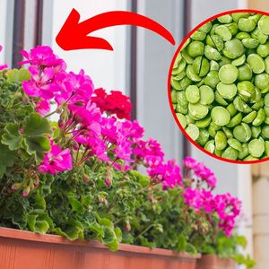 pelargonie na parapecie i suszony groszek