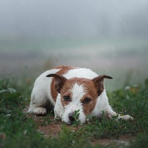 dźwięki które słyszą tylko psy