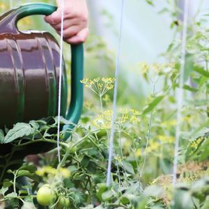 podlewanie pomidorów w ogrodzie nawozem