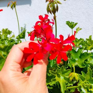 pelargonie zwisające kwiat w dłoni