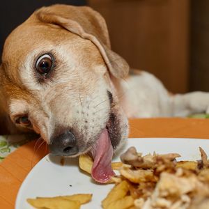 Nie pozwól, aby pies jadł z twojego stołu. Te produkty poważnie mu szkodzą
