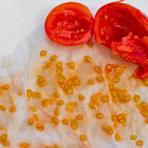 Zrób to z nasionami, a za rok wyrosną z nich bujne krzaczki pomidorów