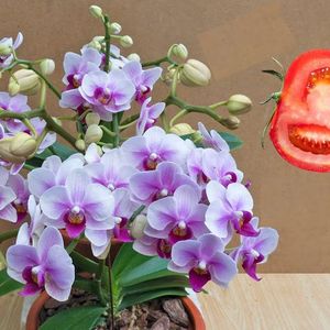 Moja babcia używa kawałka pomidora. Jej orchidee kwitną jak szalone