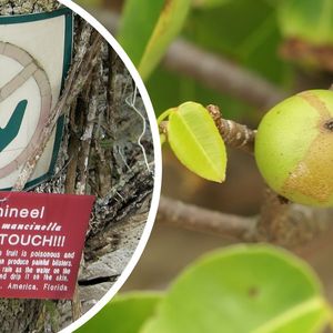 tabliczna ostrzegawcza i zbliżenie na owoc manchineel
