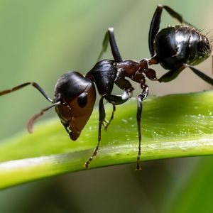 jak pozbyć się mrówek z ogrodu