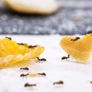 mrówki na pikniku