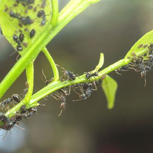 czarne mrówki na liściu rośliny