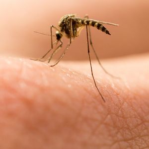 co odstrasza komary
