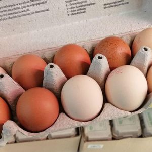 jak sprawdzić świeżość jajek w sklepie