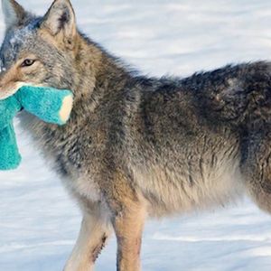 Ten kojot to doskonały dowód na to, że nawet najdziksze zwierzę ma swoją drugą stronę