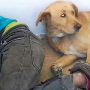 Gdy bezdomny zmarł, pies nie chciał opuścić go na krok. Ich zdjęcie obiegło cały świat