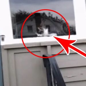 Nikt nie chciał uwierzyć listonoszowi, co robi kot, kiedy przynosi pocztę do tego domu… Więc to nagrał!