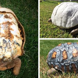 Ranny żółw otrzymał pierwszą na świecie skorupę, wykonaną przy pomocy drukarki 3D