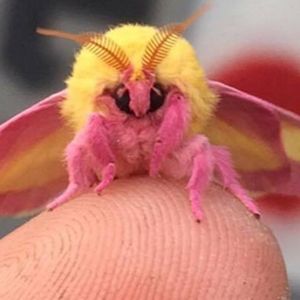 Kolorowa ćma może być najpiękniejszym owadem na świecie. Ma wspaniałe kolory