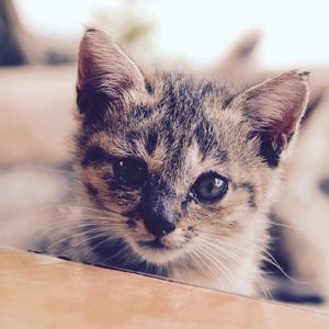 Koty domowe – garść ciekawostek o ulubionych pupilach