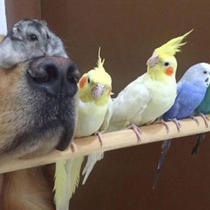 Tego psa, chomika i 8 ptaków połączyła ogromna przyjaźń. Ich wspólny widok jest po prostu wspaniały!