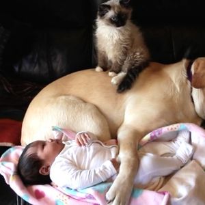Noworodek leżał na kanapie z psem i kotem. W 1:05 minucie coś stanowczo zakłóciło ich spokój…
