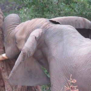 Skrzywdzony słoń z całych sił wciskał głowę w drzewo. Mógł umrzeć w każdej chwili