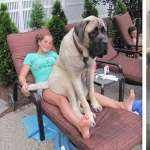Te ogromne psy nie zdają sobie sprawy ze swoich rozmiarów. Uważają się za małe szczeniaki