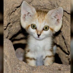 Dziwny i rzadki gatunek kota udało się zobaczyć i sfotografować pierwszy raz od 10 lat