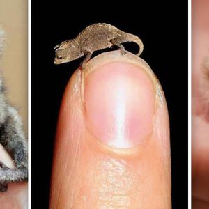 13 najmniejszych zwierząt świata. Numer 11 – żyjesz z nim na codzień!