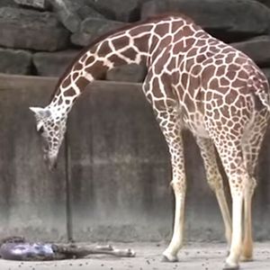 Osoby odwiedzające zoo były w szoku, kiedy żyrafa w ciąży zdała sobie nagle sprawę, że urodziła