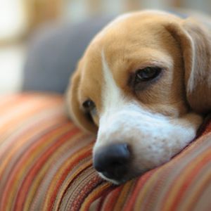 10 niepokojących objawów, które mogą świadczyć o tym, że Twój pies jest chory