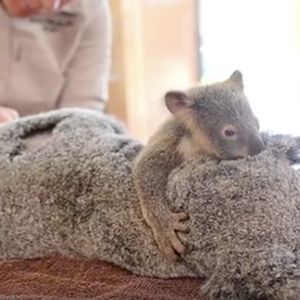 Łamiąca serce scena w czasie operacji. Mała koala nie chce puścić swojej rannej mamy