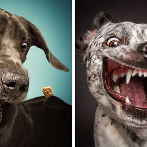 Zanim psy złapią smakołyki, robią najśmieszniejsze miny na świecie
