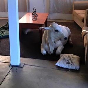 Krowa imieniem Beryl włamała się do domu i postanowiła zaczekać na powrót rodziny w salonie